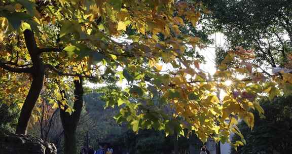 秋天阳光穿透树叶唯美光影