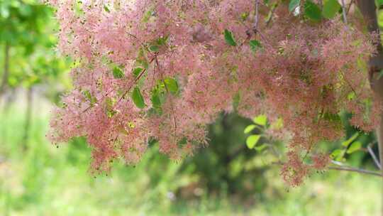 花草植物空镜素材——黄栌花