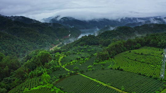 雨后的茶山