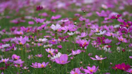 格桑花花海花朵盛开