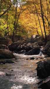 4k风景秋天的森林与河流