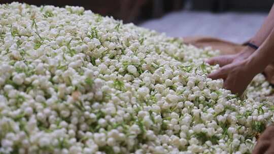 升格慢动作微距特写茉莉花与茉莉花茶制作