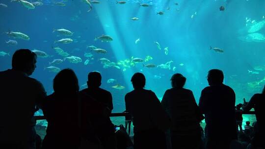 游客们在水族馆里看到装满鲨鱼和蝠鲼水箱