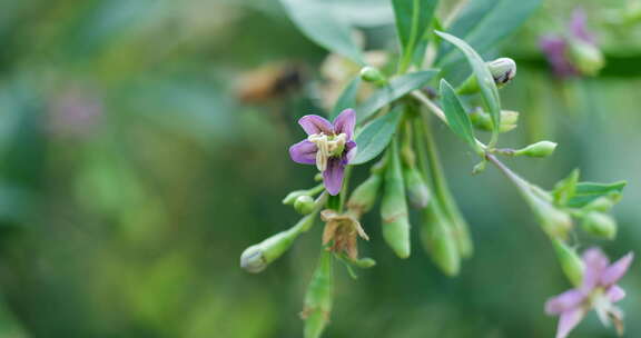 枸杞花枸杞蜜蜜蜂采蜜