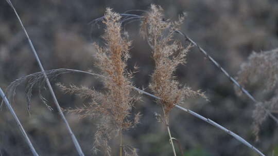 芦苇 禾本科 花 干芦苇 被子植物 芦苇毛