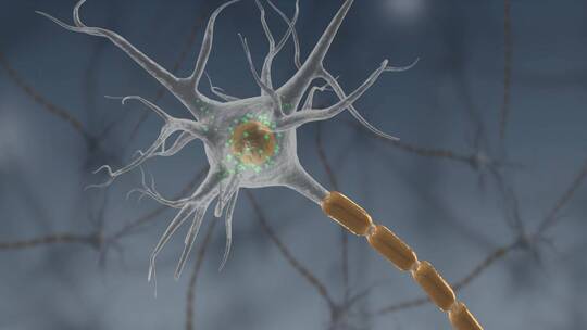 医学生物细胞神经树突轴突细胞膜三维动画