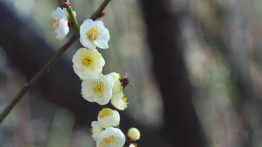 春天阳光下盛开的白色梅花和蜜蜂