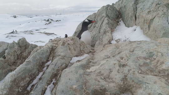 巴布亚企鹅攀登冰冻岩石特写视图