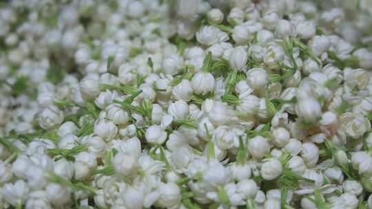 升格慢动作微距特写茉莉花与茉莉花茶制作