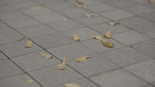 掉落在地上的树叶视频素材模板下载
