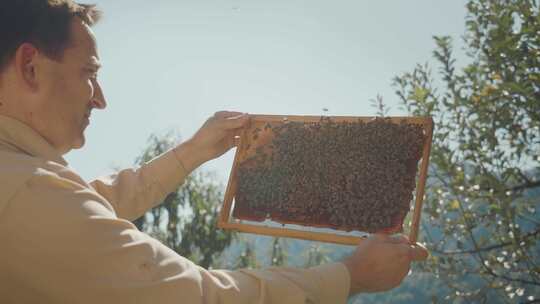 农场，蜜蜂，蜂群，蜂巢
