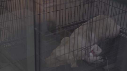 宠物医院里的金毛犬视频素材模板下载