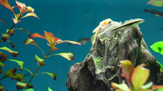 水草水族箱鱼缸造景青苔黄金胡子