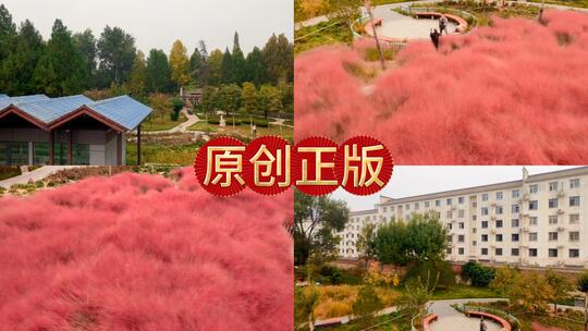秋日粉黛子乱草形成迷人的花海如梦如幻高清在线视频素材下载