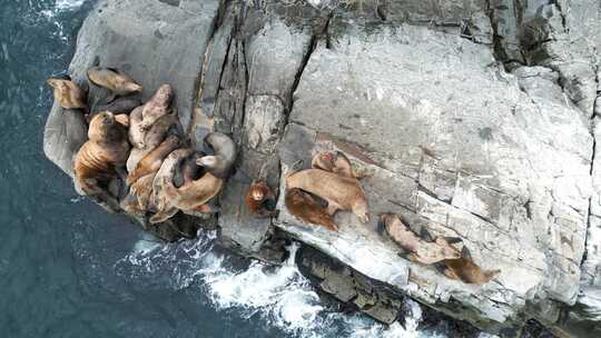 海狮在岩石上休息