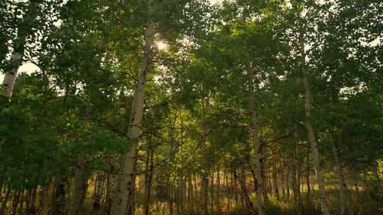 阳光穿过树林视频素材模板下载