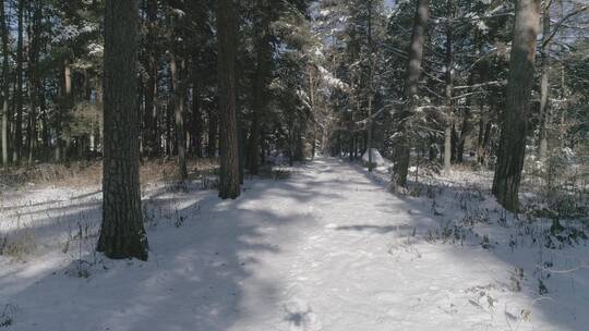 冬季长白山红松原始森林雪景航拍