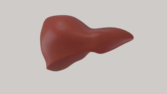 用于插入的人类肝脏在灰色背景上旋转的3D