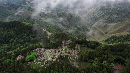 天台华顶杜鹃