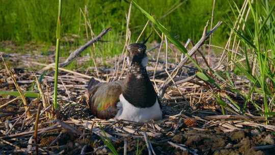 北Lapwing，鸟，巢，蛋