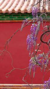 竖屏升格实拍北京故宫博物院内绽放的藤萝花