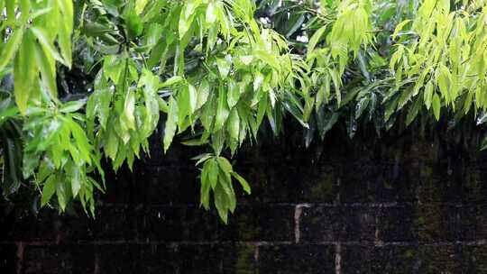 下雨天树叶唯美空镜