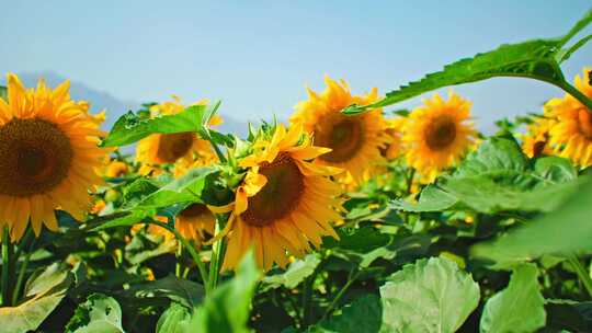 向阳花开放向日葵花朵特写向日葵花海景观视频素材模板下载