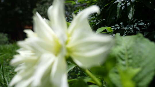 洋菊大丽花藏彩菊