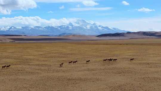 航拍西藏纳木那尼峰和山下的草原