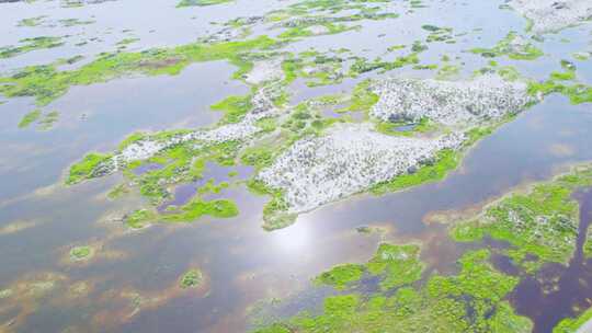 新疆阿勒泰乌伦古湖沼泽湿地自然风景航拍