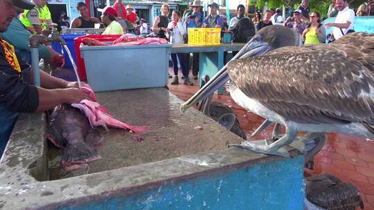 鹈鹕站在加拉帕戈斯群岛的渔市台面上