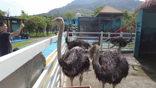 郴州东湖动物园美丽可爱的鸵鸟