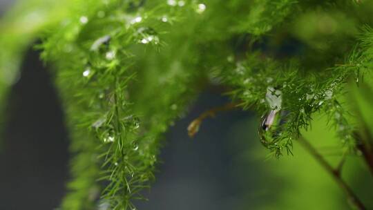 春雨植物特写