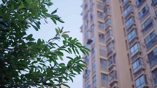 夏日清晨小区住宅树荫天空