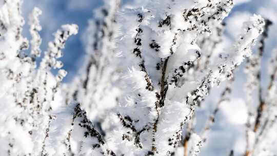 寒冷的冬天树枝上的冰雪雾凇寒流严寒冷空气