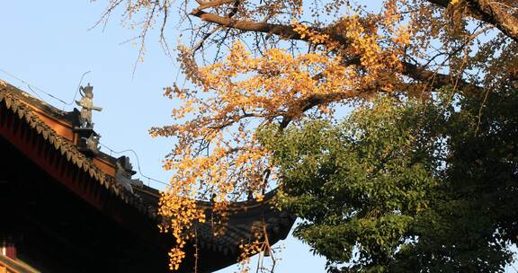 秋天寺院唯美金黄银杏古建筑局部