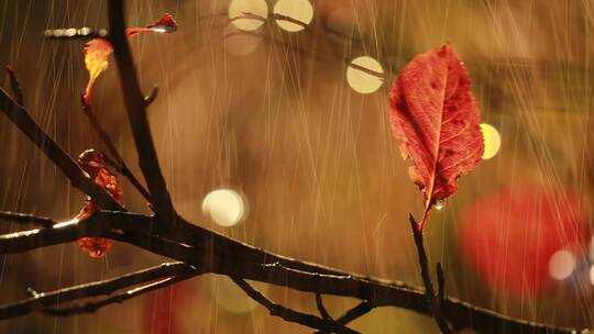 秋天的雨