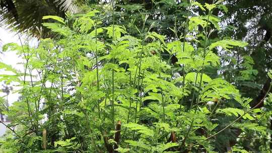 绿色植物枝叶特写