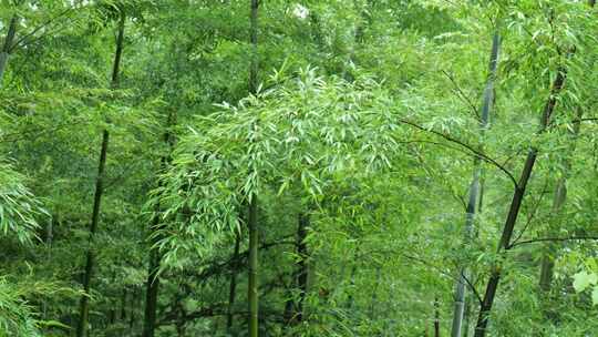 竹林竹叶禅意下雨天唯美空镜