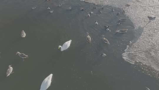 青海青海湖湖面鸟群航拍视频