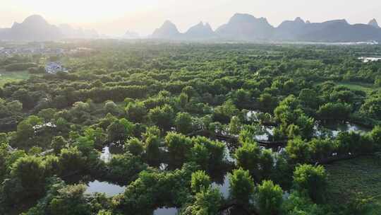 航拍广西桂林会仙湿地白鹭栖息地