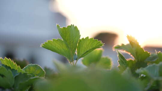 农民田间劳动种植蔬菜蔬菜