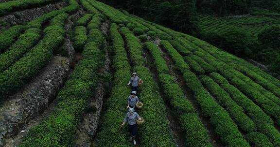 茶园 茶叶 茶 茶山 茶文化