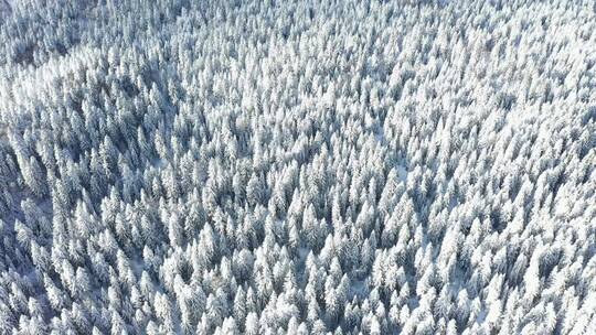 4K树林树木森林秋冬秋天冬季落叶下雪