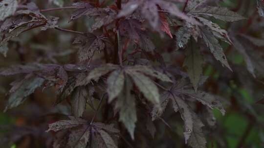 秋天枫叶在雨中轻轻摇动