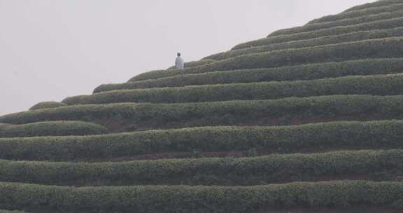 茶山 茶园 采茶