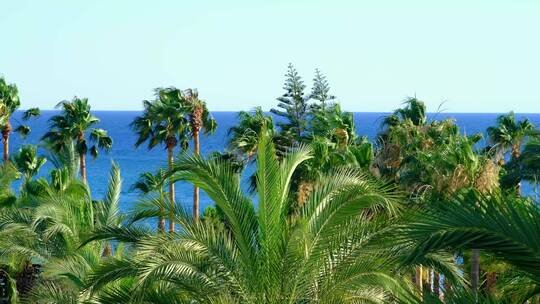 唯美蓝色美丽的大海 海滩棕榈树