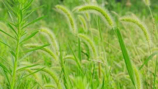 野草毛毛狗