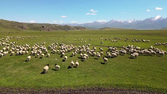 航拍新疆蓝天白云大草原上畜牧业放羊