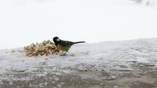 雪中觅食的小鸟